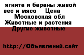 ягнята и бараны живой вес и мясо  › Цена ­ 240 - Московская обл. Животные и растения » Другие животные   
